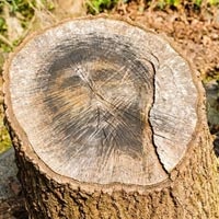 Phi thường - kỳ quặc - Chúa Giêsu hiện hình trên thân cây