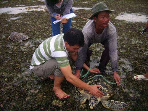 Lách luật để “xẻ thịt” động vật hoang dã - 1