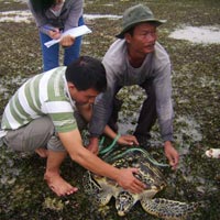 Tin tức trong ngày - Lách luật để “xẻ thịt” động vật hoang dã