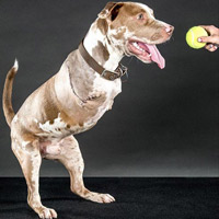 Phi thường - kỳ quặc - Cảm phục chú chó hai chân tập đi