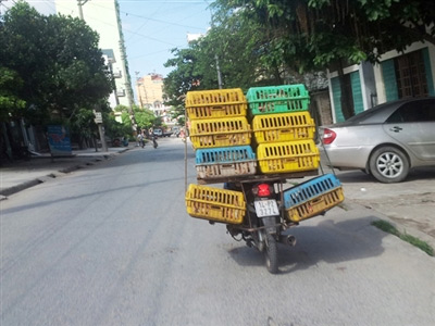 Trắng đêm săn gà lậu - 2