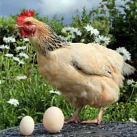 Phi thường - kỳ quặc - Gà đẻ trứng "khủng" đúng ngày sinh nhật chủ