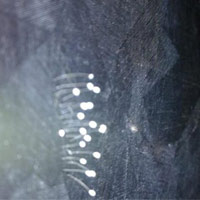 Chuyện lạ - "Hoa 3.000 năm" xuất hiện ở Đà Nẵng