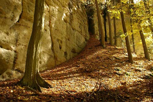 Thiên đường ẩn trong cánh rừng già ở CH Séc - 9