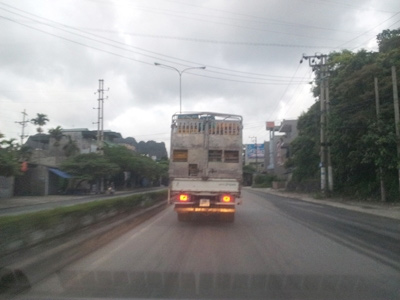 Gà lậu được hợp thức hóa? - 2