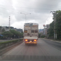 Tin tức trong ngày - Gà lậu được hợp thức hóa?