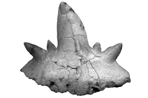 Phát hiện hóa thạch của 3 loài cá mập cổ đại - 1