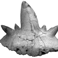 Tin tức trong ngày - Phát hiện hóa thạch của 3 loài cá mập cổ đại