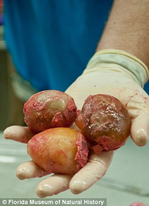 Mỹ: Trăn ngoại lai "khủng" mang thai 87 trứng - 3