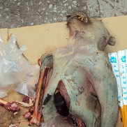 Tin tức trong ngày - Ăn óc khỉ: "Đao phủ" cũng lạnh sống lưng