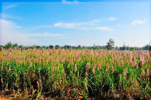 Những địa danh không nên bỏ qua khi tới Kon Tum - 9