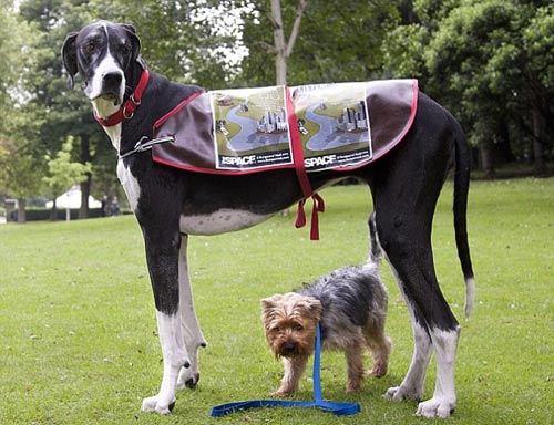 "Siêu mẫu" cún cao nhất thế giới - 1