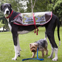 Phi thường - kỳ quặc - "Siêu mẫu" cún cao nhất thế giới