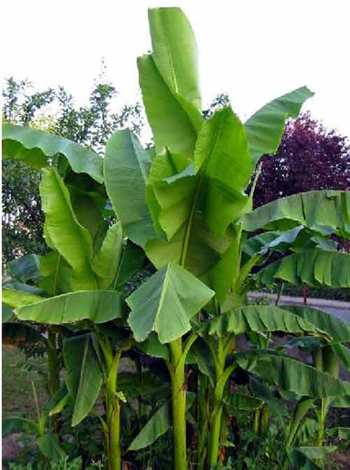 "Phù thủy" chữa bỏng bằng lá chuối - 2