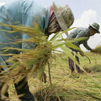 Thị trường - Tiêu dùng - Thái Lan khư khư “ôm” gạo chờ giá tăng