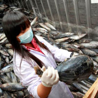 Cá gần nhà máy Fukushima nhiễm xạ cao kỷ lục