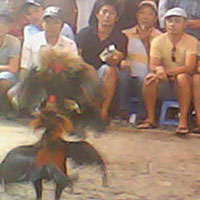 Tin tức trong ngày - Trường gà vùng giáp ranh: Địa lợi?