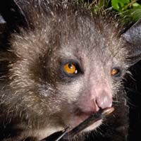 Phi thường - kỳ quặc - Những con thú có hình dáng quái dị nhất