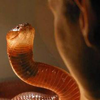 Tin tức trong ngày - Nepal: Bị rắn hổ mang cắn, lão nông… cắn lại