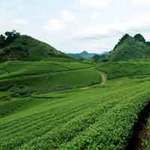 Du lịch - Những điểm đến đẹp khi du lịch Mộc Châu