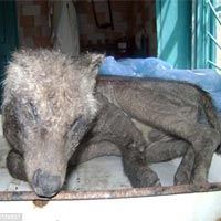 Phi thường - kỳ quặc - Xôn xao vì "quái vật hút máu" Chupacabra