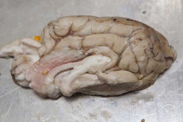 Kinh dị: Bánh mì kẹp não bê - 4