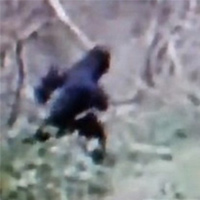 Phi thường - kỳ quặc - Bằng chứng mới về dã nhân khổng lồ