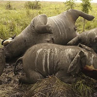 2 con voi chết bất thường trong vườn quốc gia