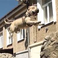 Phi thường - kỳ quặc - Phát hiện chú chó "siêu nhân"