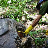 Tin tức trong ngày - Yok Đôn: Voi chết, ảnh hưởng cả đàn voi
