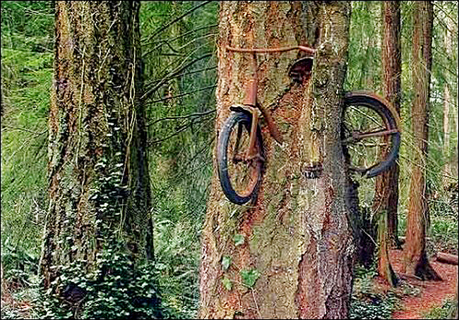 Hình ảnh nổi tiếng ở Vashon Island mà người ta vẫn nói là chiếc xe bị nuốt chửng bởi một cái cây. Thực tế có một câu chuyện rằng một ai đó đã để lại chiếc xe đạp bên cạnh đó cách đây nhiều năm khi cái cây còn nhỏ và khi cái cây lớn lên, nó đã trở thành vật “nuốt” chiếc xe.