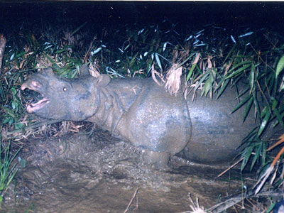 Thú hoang không nơi ẩn nấp ở vườn QG - 2