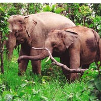 Tin tức trong ngày - Thú hoang không nơi ẩn nấp ở vườn QG