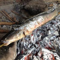 Ẩm thực - Cá tràu nướng lụi nồng thơm