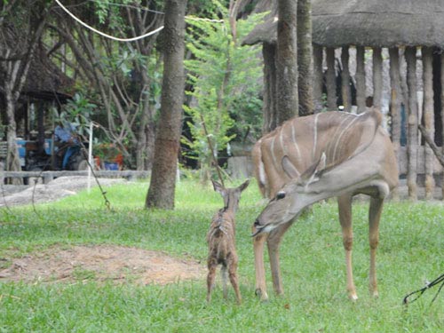 Thú hoang châu Phi “vượt cạn” ở Bình Dương - 1