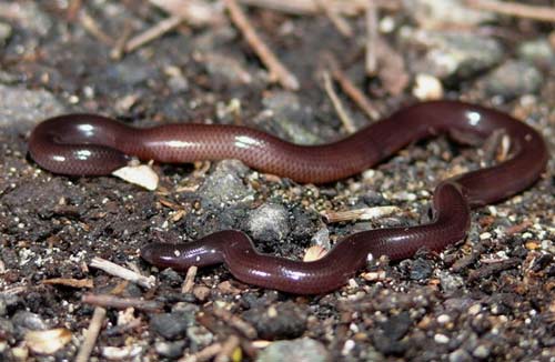 Loài rắn siêu tí hon cực lạ ở Việt Nam - 2