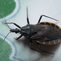 Tin tức trong ngày - Bọ xít hút máu người liên tục xuất hiện