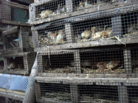 Hơn 26.000 gà giống Trung Quốc vượt biên - 3