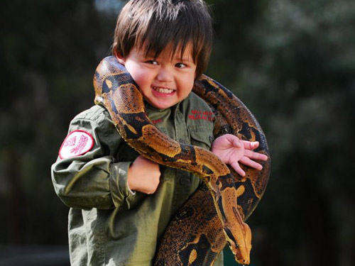 Úc: Bé 2 tuổi chơi đùa với trăn và cá sấu - 1