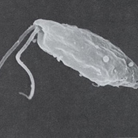 Tin tức trong ngày - Bộ Y tế cảnh báo về “amíp ăn não người”