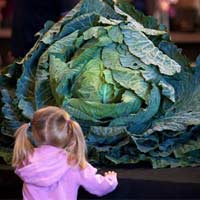 Phi thường - kỳ quặc - Thú vị cuộc thi rau quả khổng lồ