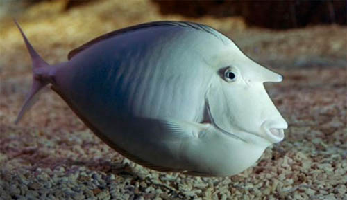 Phát hiện loài cá mặt giống hệt người - 2