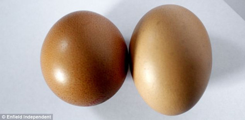 Quả trứng tròn như bóng bàn - 1