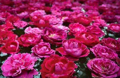 Đột nhập xưởng chế nước hoa tại Ấn Độ - 4