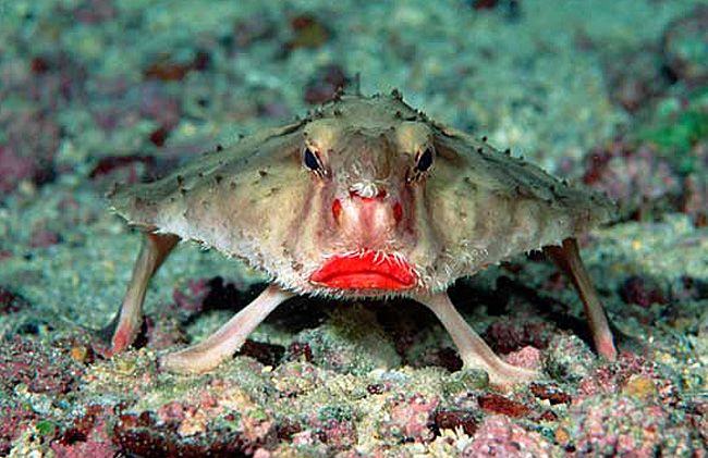 Sinh vật biển kỳ dị với đôi môi đỏ chót, dầy bịch như một quý cô bơm môi, khuôn mặt chuột và cái mai cứng, nhọn.