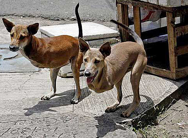 Những chú chó sinh ra không có chân trước, được cho là sống ở Việt Nam.