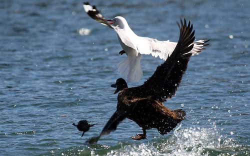 Ảnh đẹp: Thỏ vượt chướng ngại vật - 4