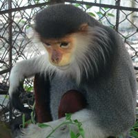 Tin tức trong ngày - Voọc chà vá bất ngờ "thăm" sân phơi lúa