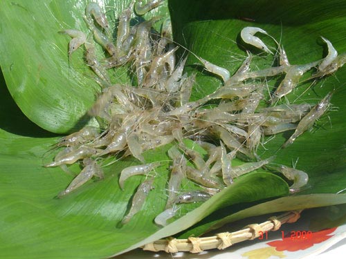 Mùa tép ăn rong... - 2