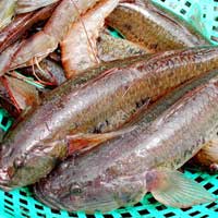 Ẩm thực - Bống ngon vét nồi